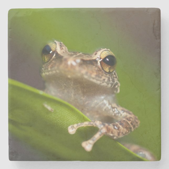 Common coqui, Eleutherodactylus coqui Stone Coaster (Front)