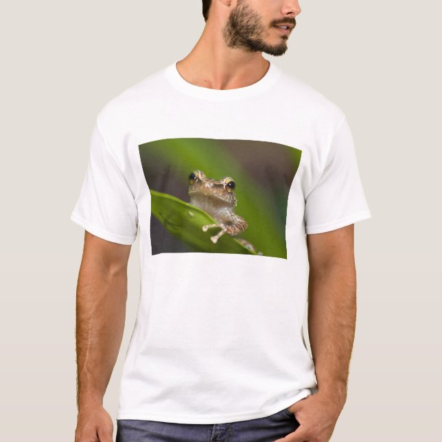 Common coqui, Eleutherodactylus coqui T-Shirt (Front)