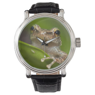 Common coqui, Eleutherodactylus coqui Watch