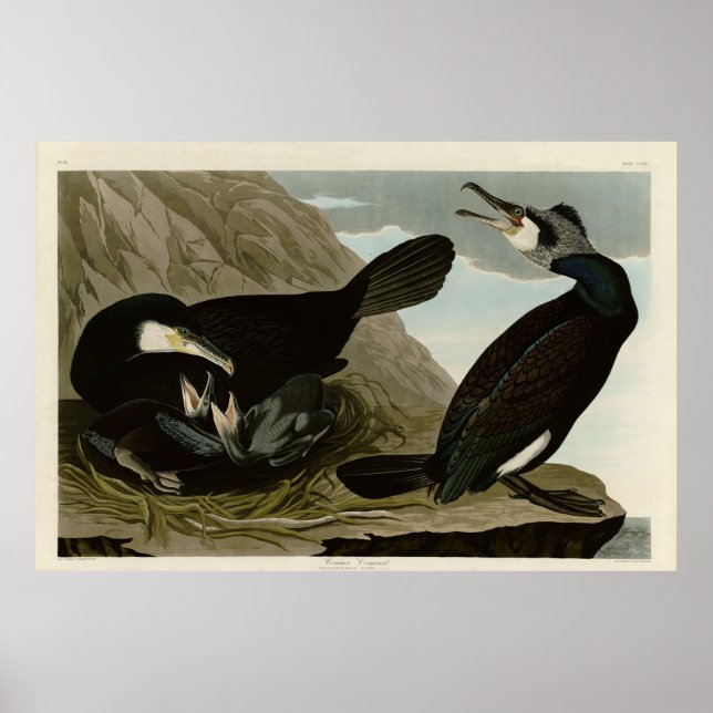 Common Cormorant - from Audubon's Birds of America Poster (Front)