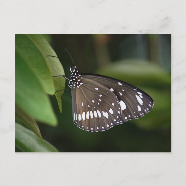Common Crow Butterfly  Postcard (Front)