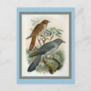 Common Cuckoo Vintage Bird Illustration Postcard