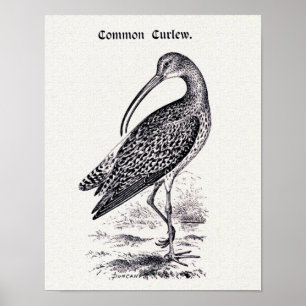 "Common Curlew" Vintage Illustration Poster