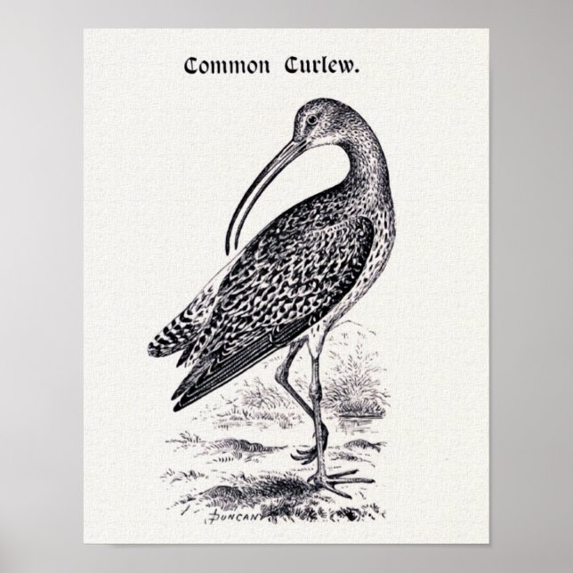 "Common Curlew" Vintage Illustration Poster (Front)