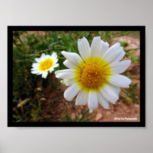 Common Daisies Poster