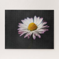 Common Daisy 16x20 520pc jpcnm