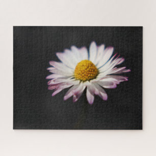 Common Daisy 16x20 520pc jpcnm Jigsaw Puzzle