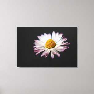 Common Daisy 36x24 (90x60cm) waccnm Canvas Print