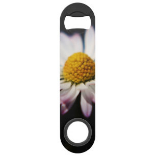 Common Daisy bocnm