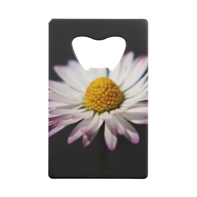 Common Daisy bocnm (Front)