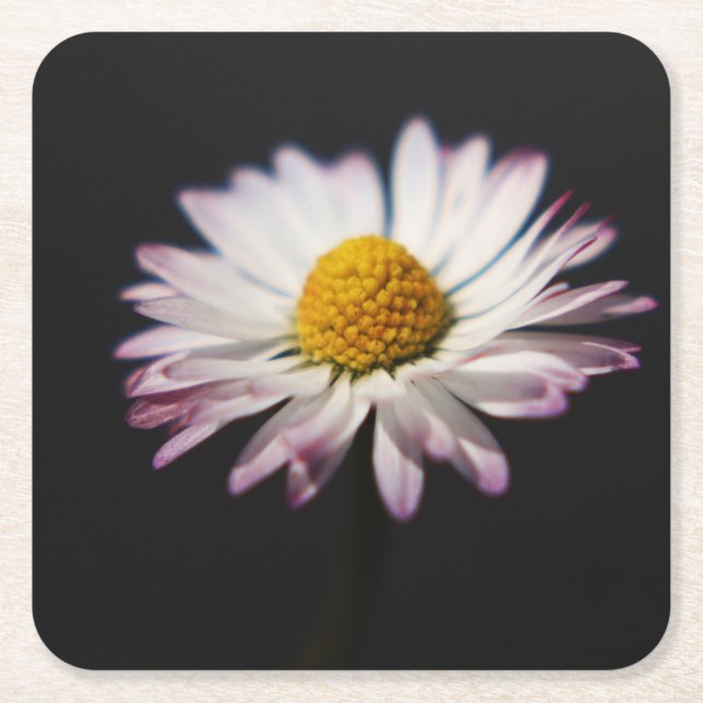 Common Daisy coastercna Square Paper Coaster (Front)
