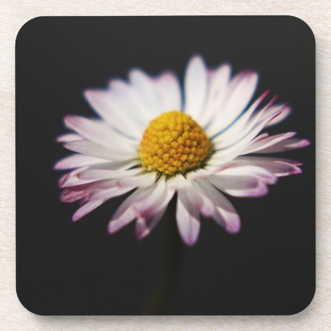 Common Daisy coastercnm Coaster (Front)