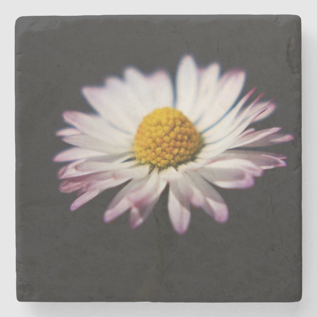 Common Daisy coastercnm Stone Coaster (Front)