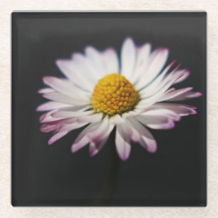 Common Daisy coasterm Glass Coaster