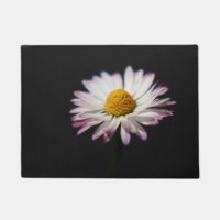 Common Daisy dmcnm