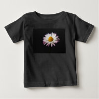 Common Daisy  icm