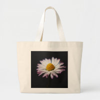 Common Daisy jtcna