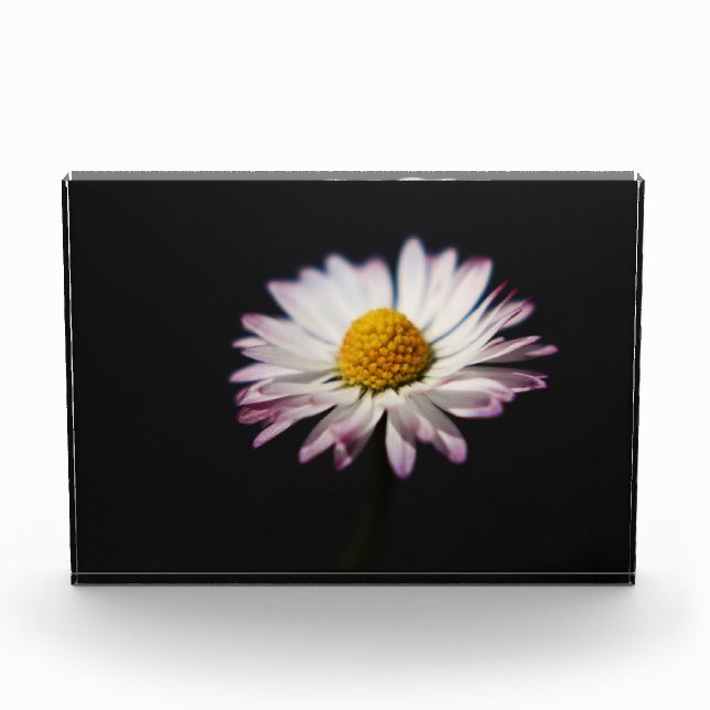 Common Daisy pbm Photo Block (Front)