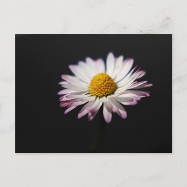 Common Daisy pccnm Postcard (Front)