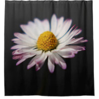 Common Daisy sccna