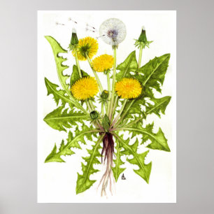 Common Dandelion --  Sue Abonyi Poster