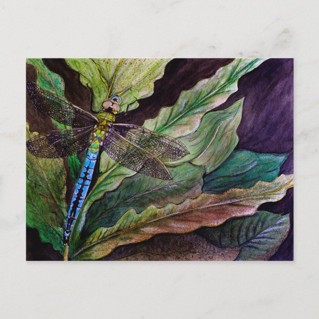 Common Darner Dragonfly Postcard (Front)
