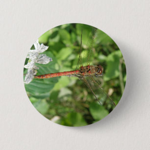 Common Darter Dragonfly Button