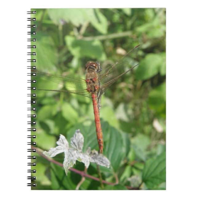 Common Darter Dragonfly Notebook (Front)