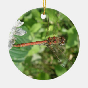 Common Darter Dragonfly Ornament