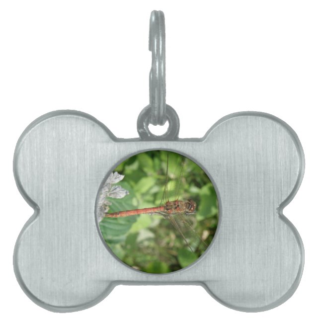 Common Darter Dragonfly Pet Tag (Front)
