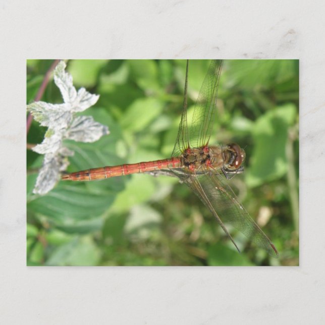 Common Darter Dragonfly Postcard (Front)