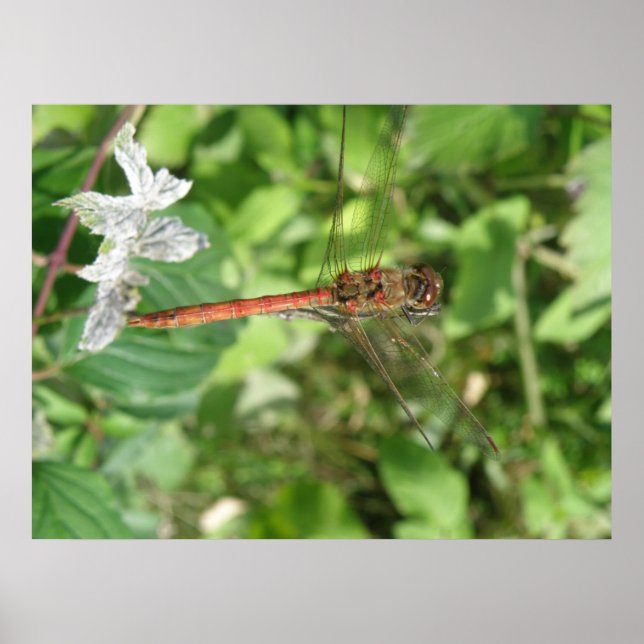 Common Darter Dragonfly Poster (Front)
