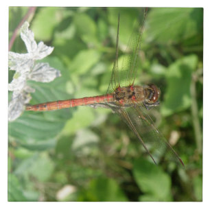 Common Darter Dragonfly Tile