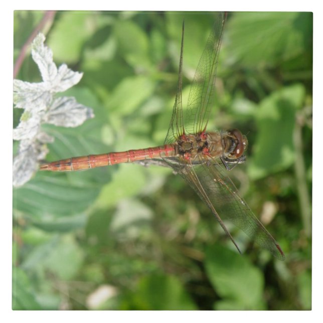 Common Darter Dragonfly Tile (Front)