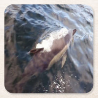 Common Dolphin Breaching Surface Ocean Movement 