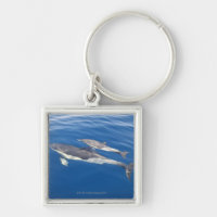 Common Dolphin in the strait