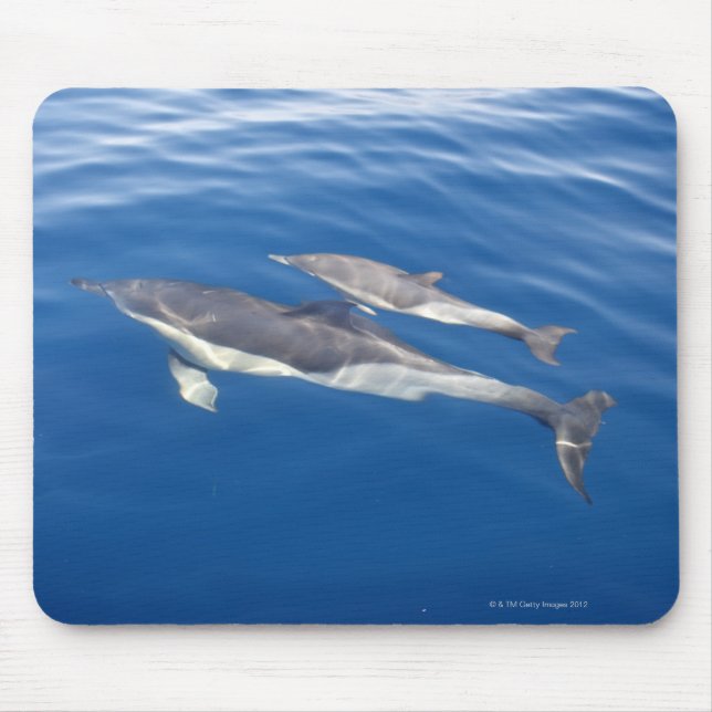 Common Dolphin in the strait Mouse Mat (Front)