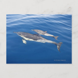 Common Dolphin in the strait Postcard