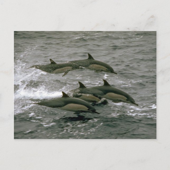 Common dolphin postcard (Front)