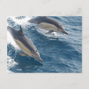 Common Dolphin Postcard