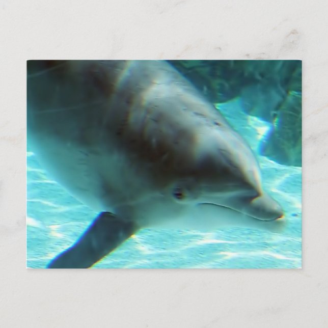 Common Dolphin Postcard (Front)