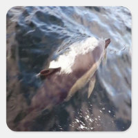 Common Dolphin Surfacing Ocean Wildlife Marine Art