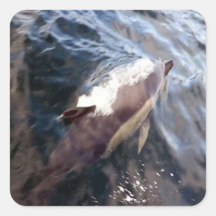 Common Dolphin Surfacing Ocean Wildlife Marine Art Square Sticker