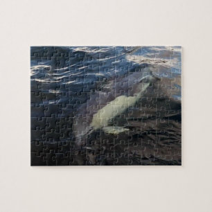 Common Dolphin Swimming Ocean Wildlife Photography Jigsaw Puzzle