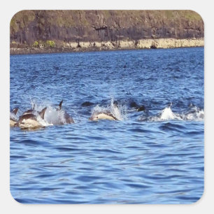 Common Dolphins Porpoising Ocean Marine Nature Art Square Sticker