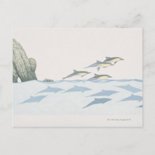 Common Dolphins Postcard