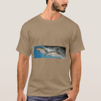 Common dolphins 