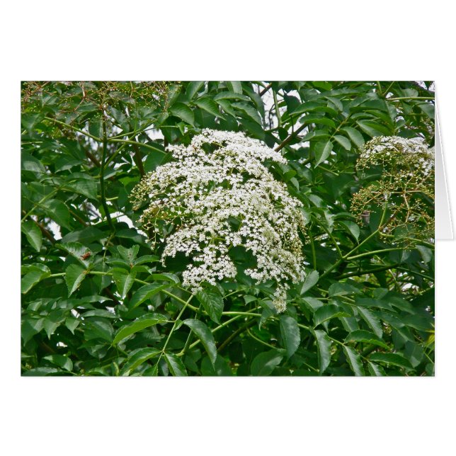 Common Elderberry Coordinating Items (Front Horizontal)
