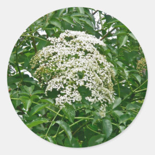 Common Elderberry Coordinating Items Classic Round Sticker