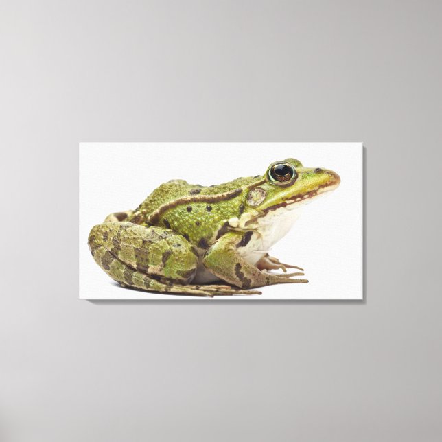 Common European frog or Edible Frog Canvas Print (Front)